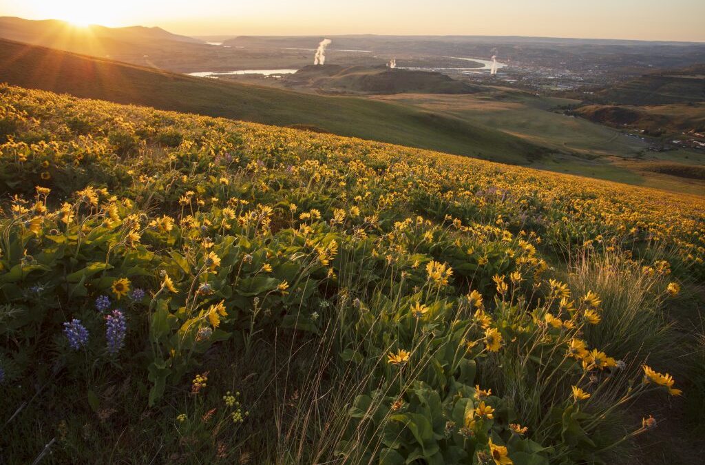 Accountability for Big Tech