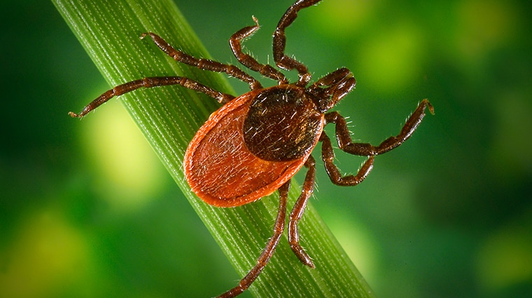 Hot, Tick Summer